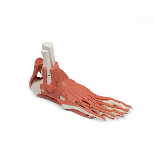 Foot Skeleton with Muscles and Tendons