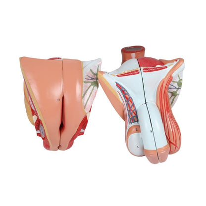 Bisexual Torso with Open Back, 28-Part