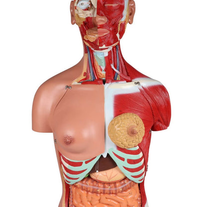 Bisexual Torso with Open Back, 28-Part
