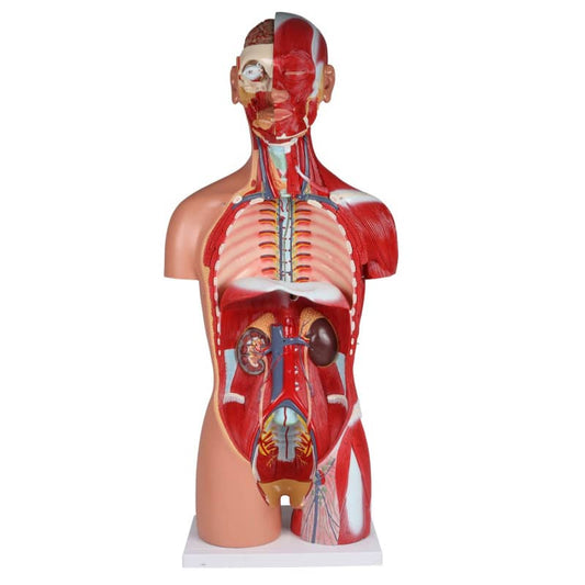 Bisexual Torso with Open Back, 28-Part