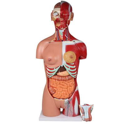 Bisexual Torso with Open Back, 28-Part
