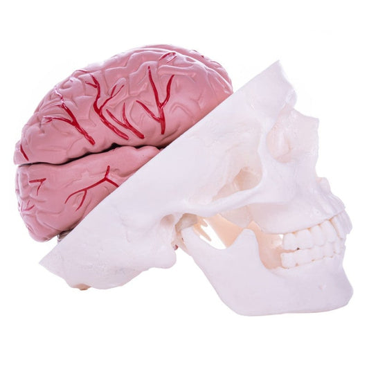 Skull Model with Brain