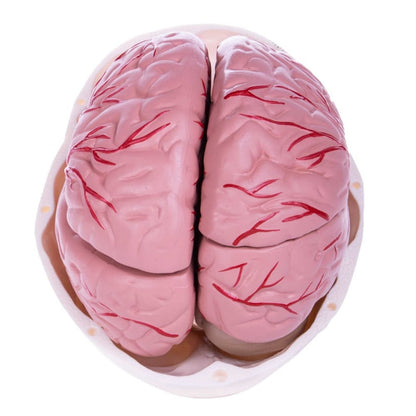 Skull Model with Brain
