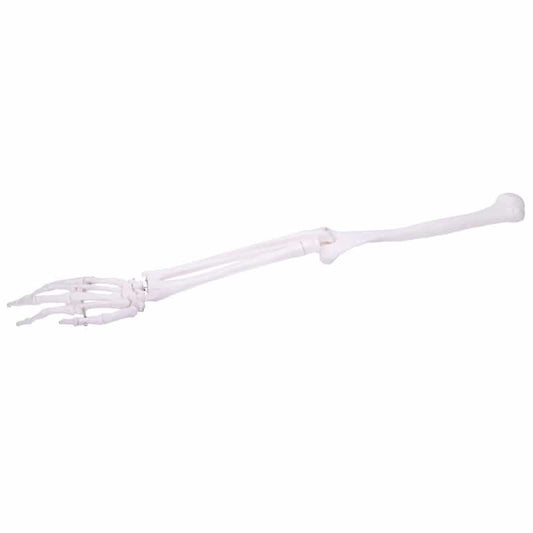 Arm Skeleton