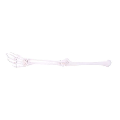 Arm Skeleton