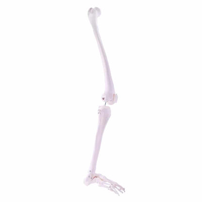 Leg Skeleton