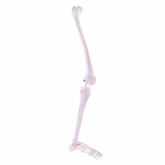 Leg Skeleton