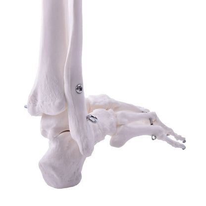 Leg Skeleton