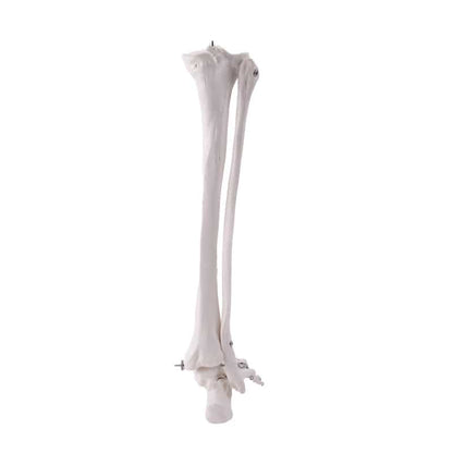 Leg Skeleton
