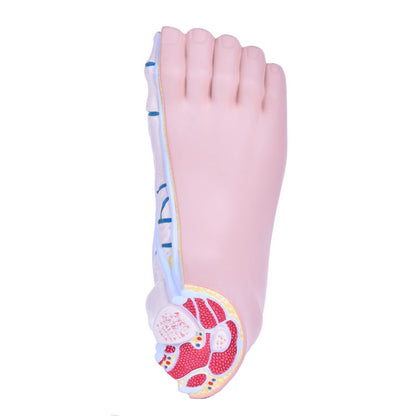 Model of Foot Malpositions