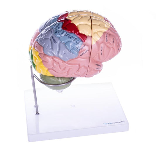 4-part Brain Model