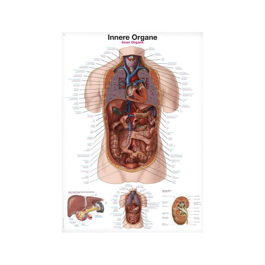Inner Organs Wall Chart