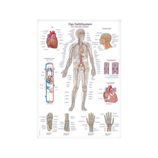 The Vascular System Wall Chart