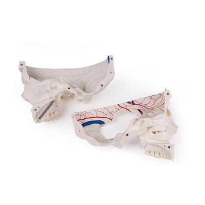 Luxury Demonstration Skull adults