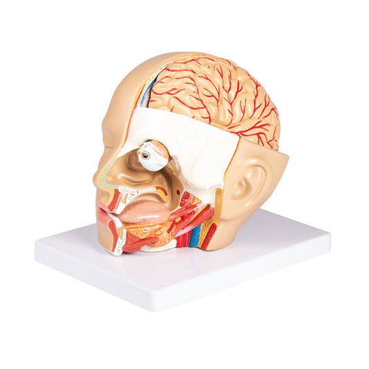 Head Model