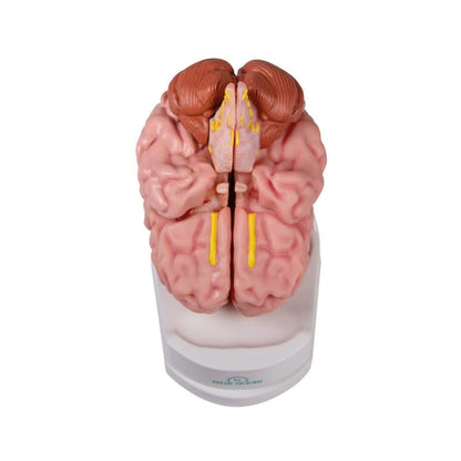 Anatomical Brain Model