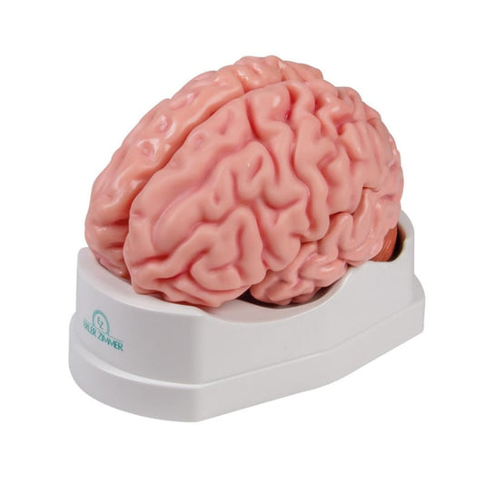 Anatomical Brain Model
