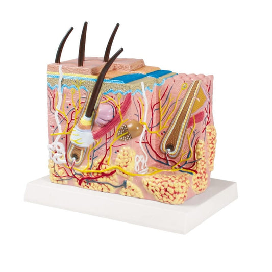 Skin Block Model