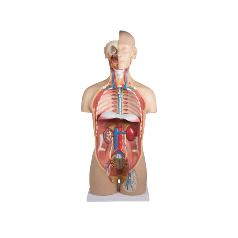 Torso With Opened Back