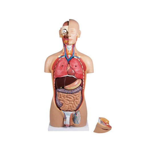 Torso With Opened Back