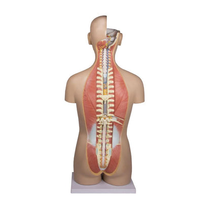 Torso With Opened Back