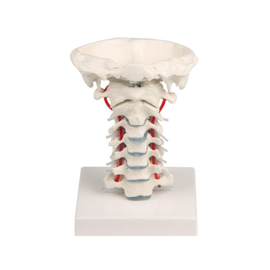 Cervical Vertebra with Stand