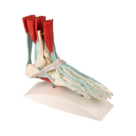 Foot Skeleton with Ligaments