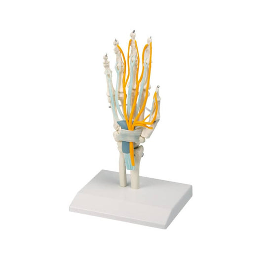 Hand with Tendons, Nerves and Carpal Tunnel