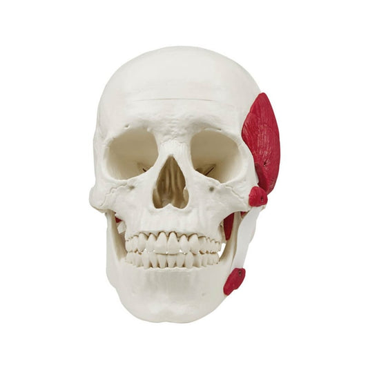Skull with Masticatory Muscles
