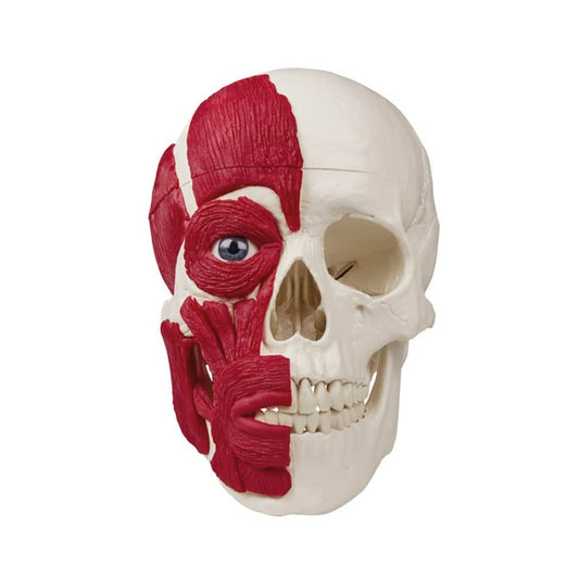 Skull with Musculature
