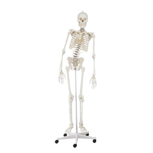 Skeleton "Hugo" with Flexible Spine