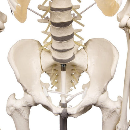 Skeleton "Hugo" with Flexible Spine