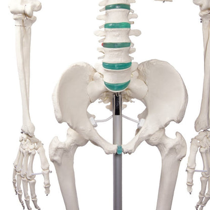 Skeleton model for learning all important structures