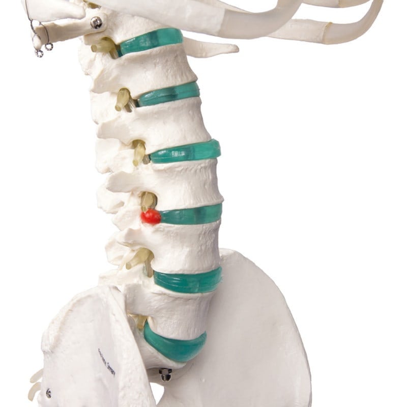 Skeleton model for learning all important structures