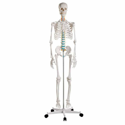 Skeleton model for learning all important structures