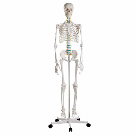 Skeleton model for learning all important structures