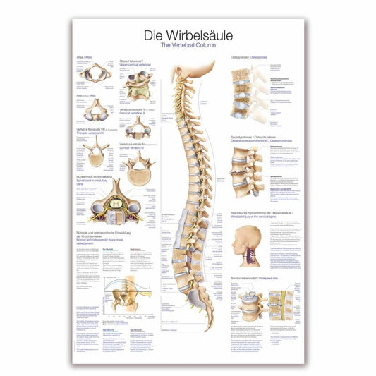 The Vertebral Column Wall Chart
