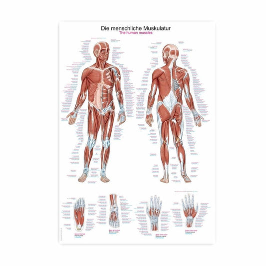 Human Muscles Wall Chart