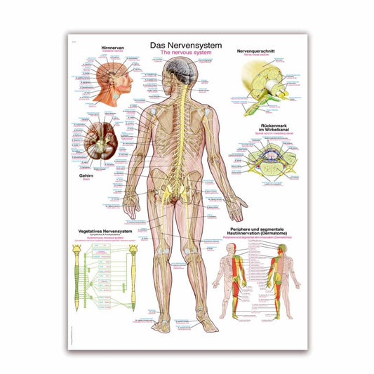 The Nervous System Wall Chart