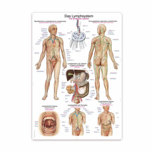 The Lymphatic System Wall Chart