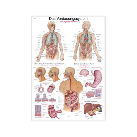 The Digestive System Wall Chart