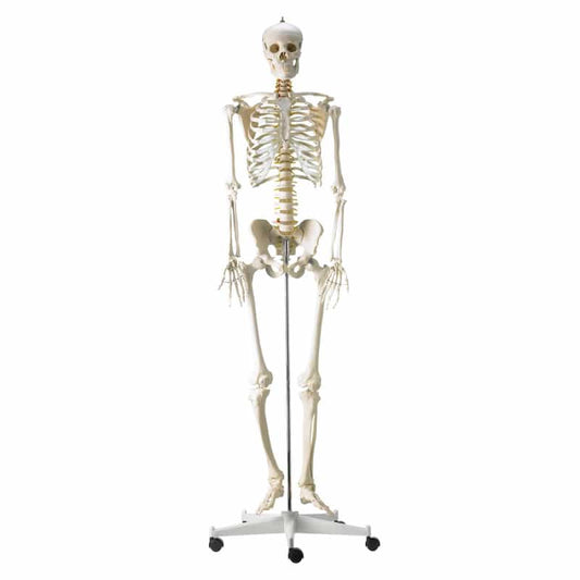 Life-Size Human Skeleton Model