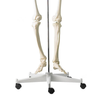 Life-Size Human Skeleton Model
