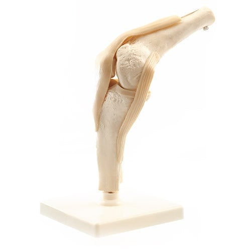 Human Knee Model
