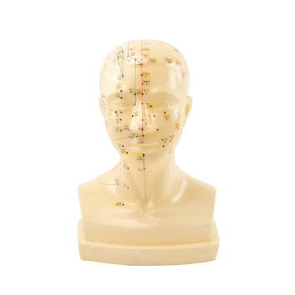 «Acupuncture Head» Model