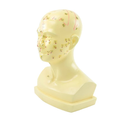 «Acupuncture Head» Model