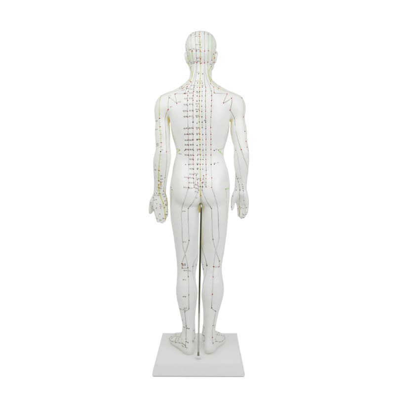 Male Acupuncture Model