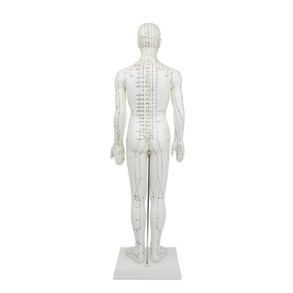 Male Acupuncture Model