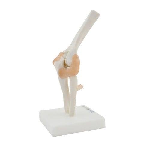 Elbow Model