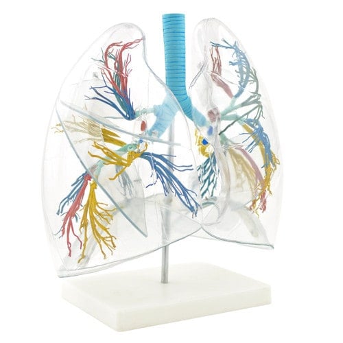 Lung Model - Transparent